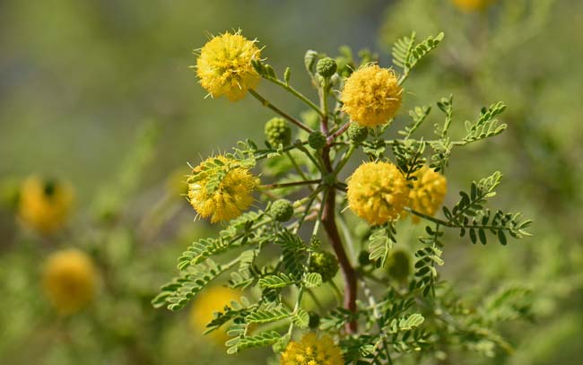 Acacia constricta, Whitethorn Acacia, Southwest Desert Flora Acacia constricta, Whitethorn Acacia, Southwest Desert Flora